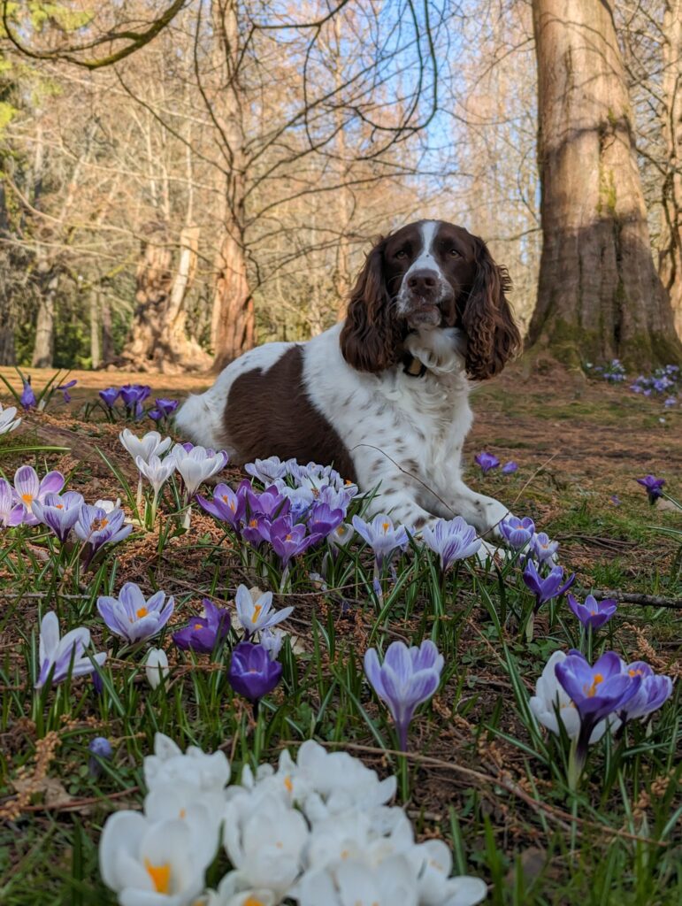 Rocket Has Joined His Family in Canada Keringa-Petwings Pet Transport Testimonials img 1