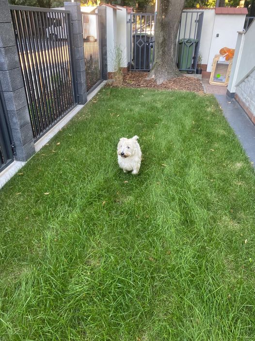 Samba has Arrived Safe and Sound in Poland 🐶❤️🇵🇱