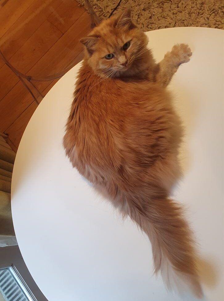 Teri and Miso Have Joined Their Family in the UK 🐈❤️ 🇬🇧