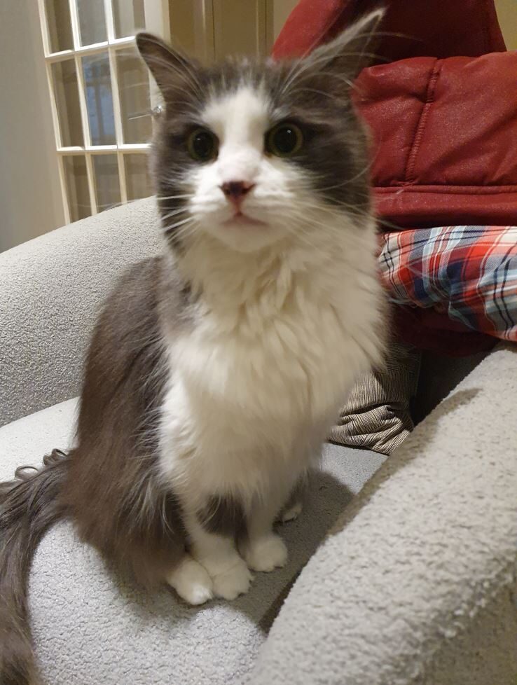 Teri and Miso Have Joined Their Family in the UK 🐈❤️ 🇬🇧