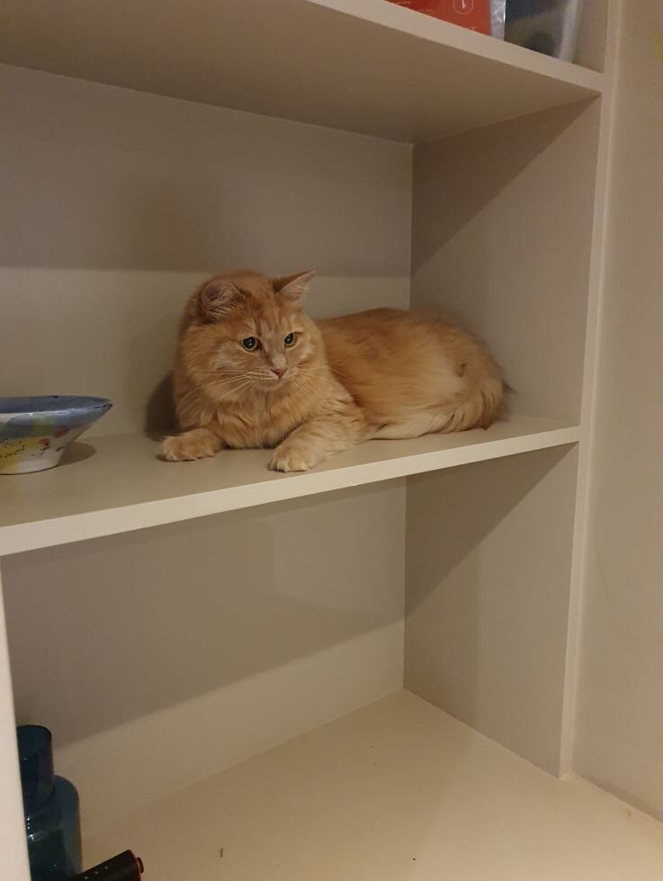 Teri and Miso Have Joined Their Family in the UK 🐈❤️ 🇬🇧