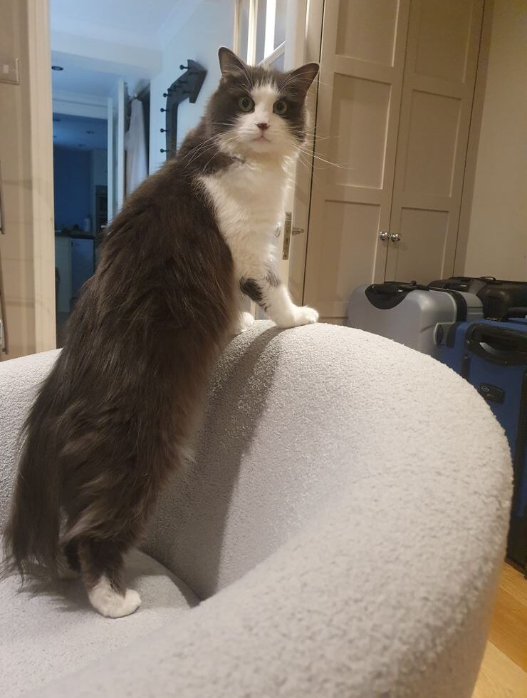 Teri and Miso Have Joined Their Family in the UK 🐈❤️ 🇬🇧