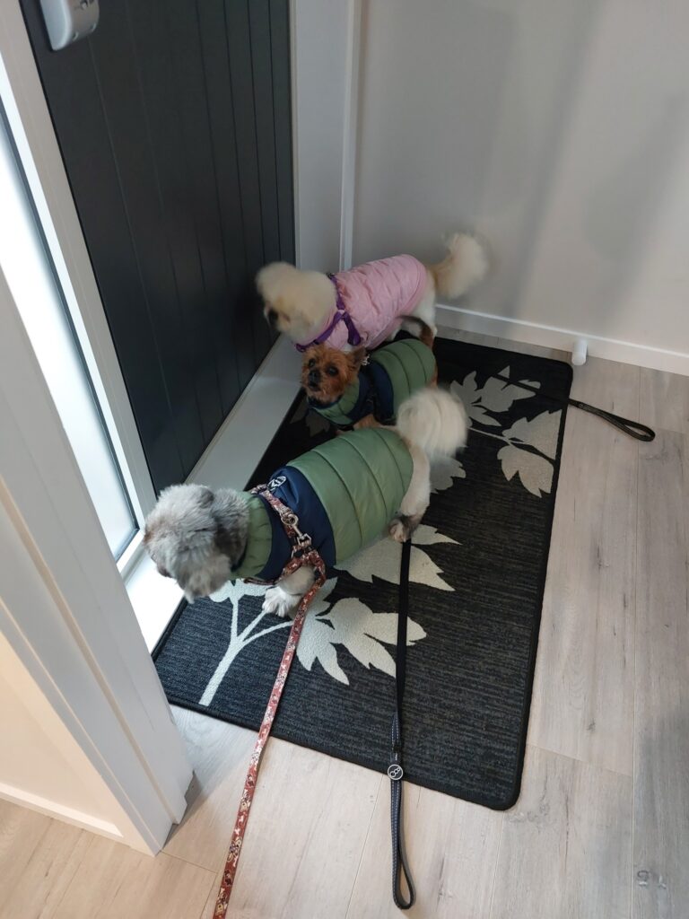 Bonnie, Jumbo, and Peanut Have joined Their family in New Zealand 🐶❤️🇳🇿