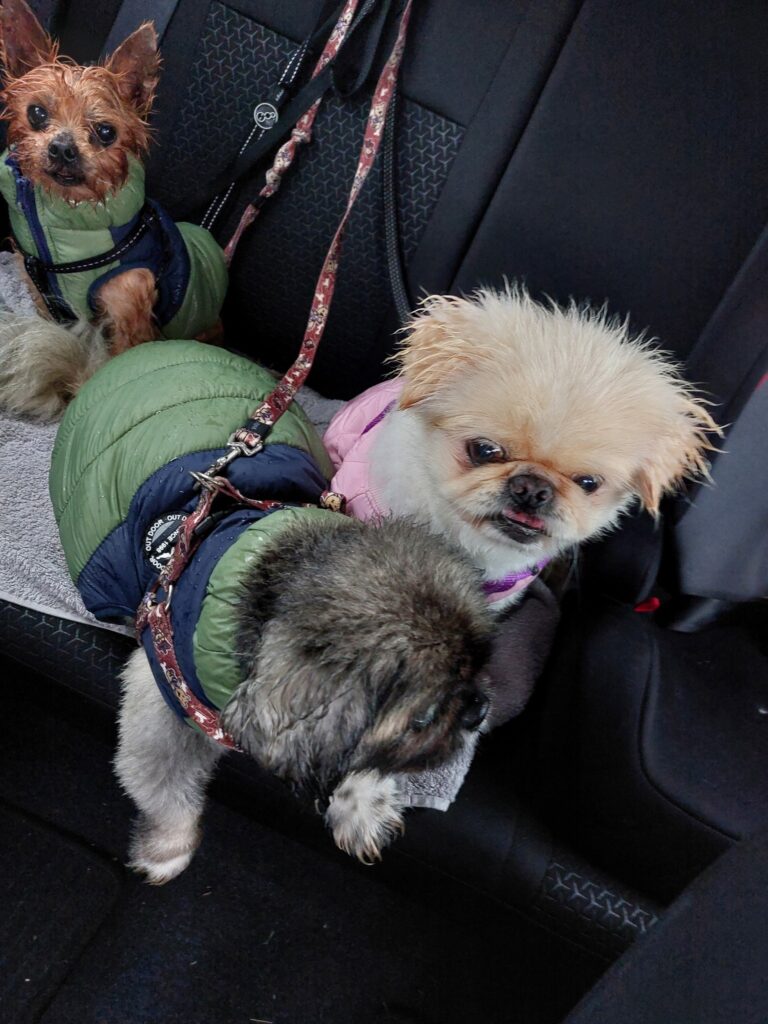 Bonnie, Jumbo, and Peanut Have joined Their family in New Zealand 🐶❤️🇳🇿