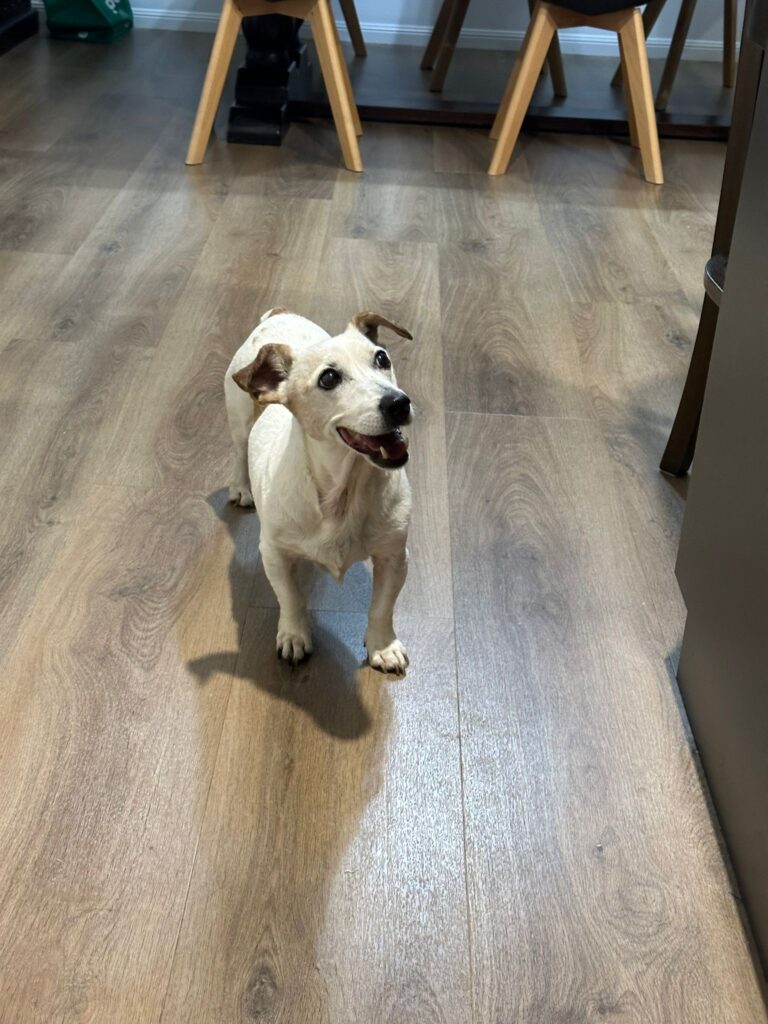 Coco is Home in Australia 🐶❤️🇦🇺