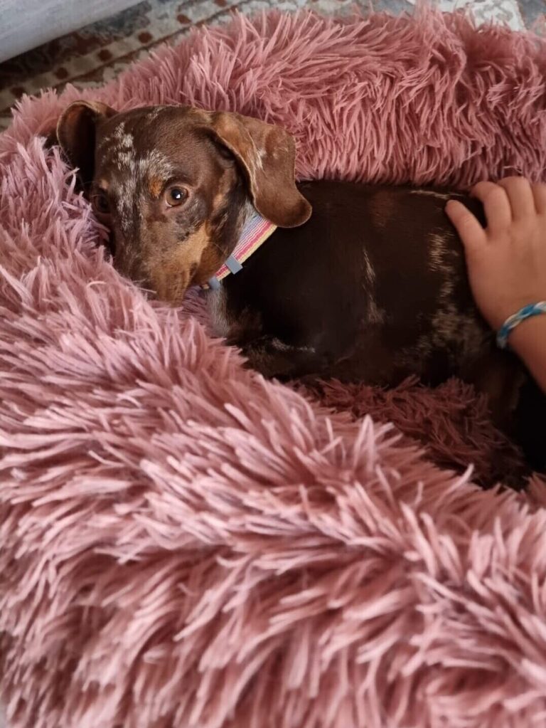 Dobby and Trixie Have Joined Their Family in New Zealand 🐕🇳🇿❤️