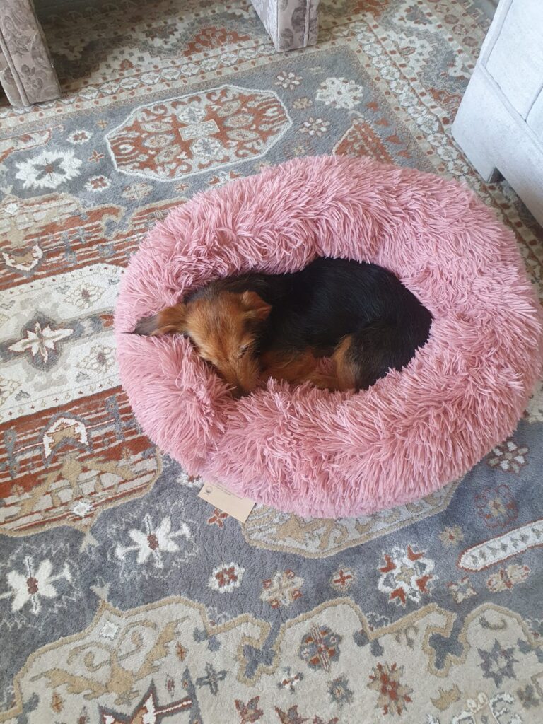 Dobby and Trixie Have Joined Their Family in New Zealand 🐕🇳🇿❤️