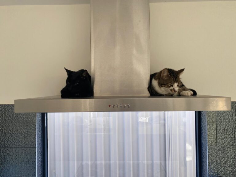 Ferguson and Hiccup are Safe and Sound in Australia 🇦🇺🐈❤️