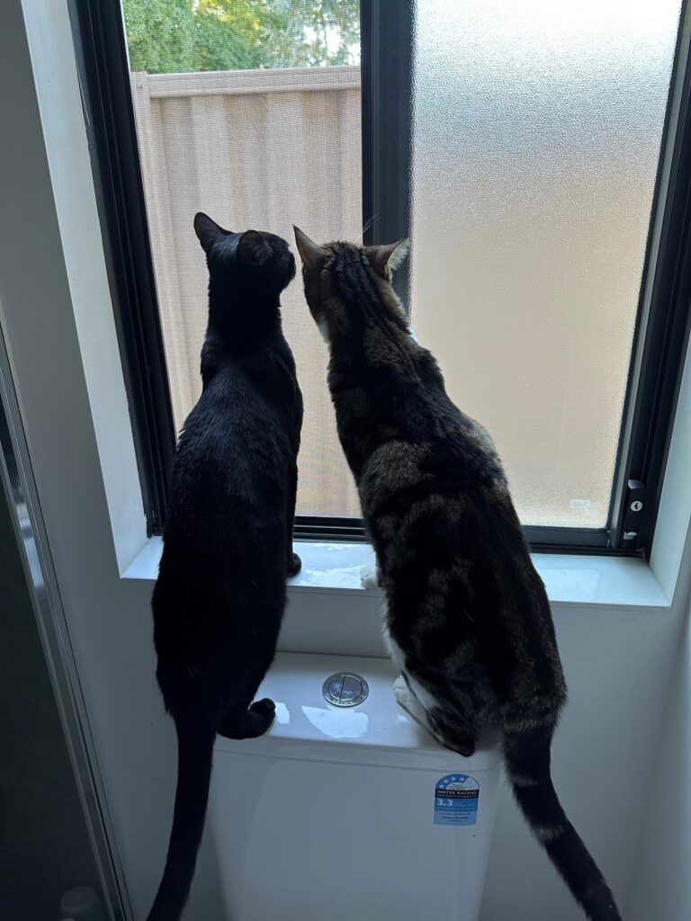 Ferguson and Hiccup are Safe and Sound in Australia 🇦🇺🐈❤️