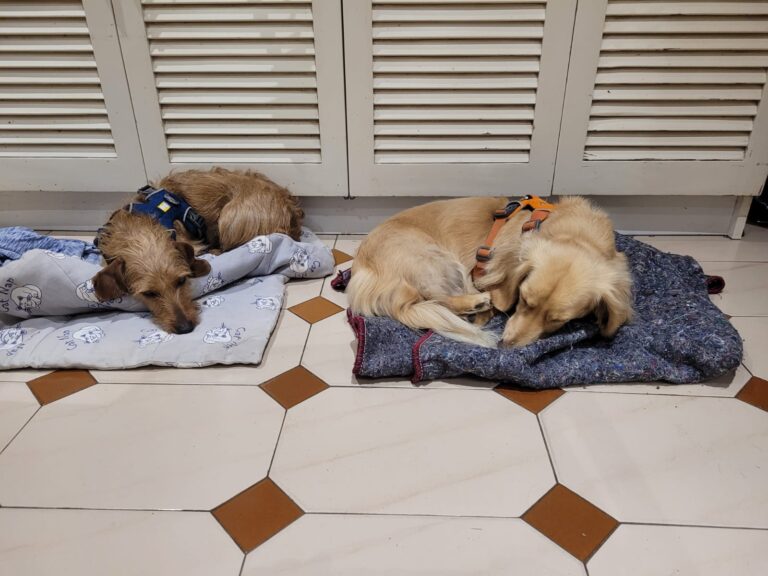 Corrie and Rhona Have Arrived in Edinburgh, Scotland 🇬🇧🐶❤️