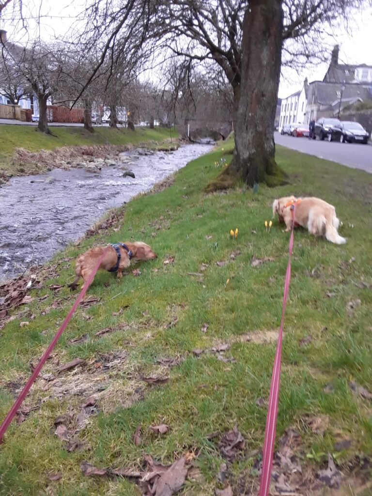 Corrie and Rhona Have Arrived in Edinburgh, Scotland 🇬🇧🐶❤️