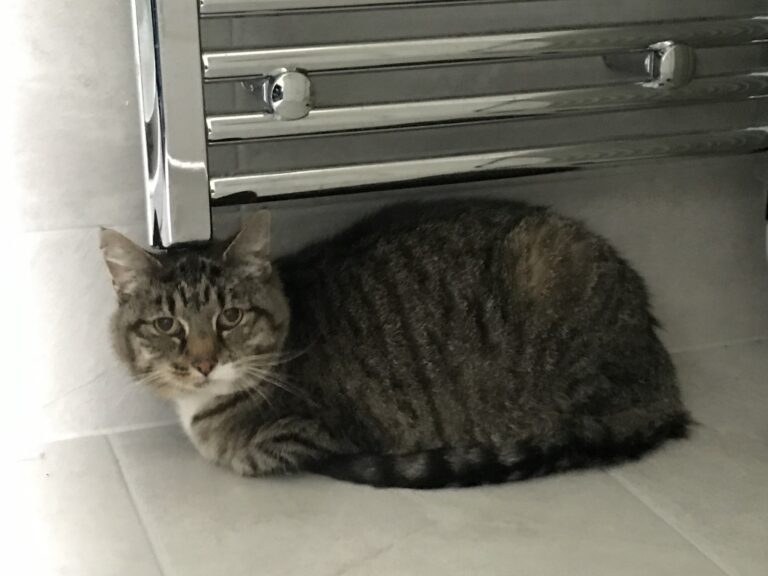 Floyd and Chloe Have Arrived Safely in the UK 🐈❤️🇬🇧