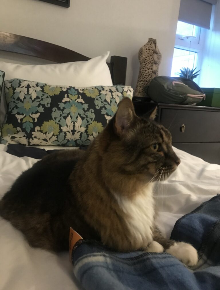 Floyd and Chloe Have Arrived Safely in the UK 🐈❤️🇬🇧