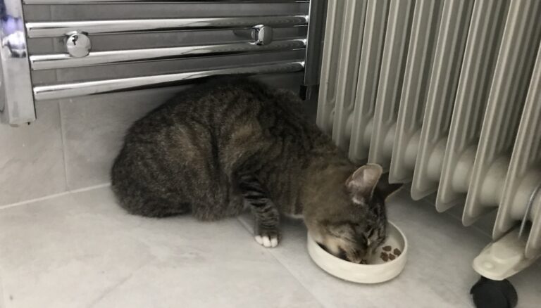 Floyd and Chloe Have Arrived Safely in the UK 🐈❤️🇬🇧