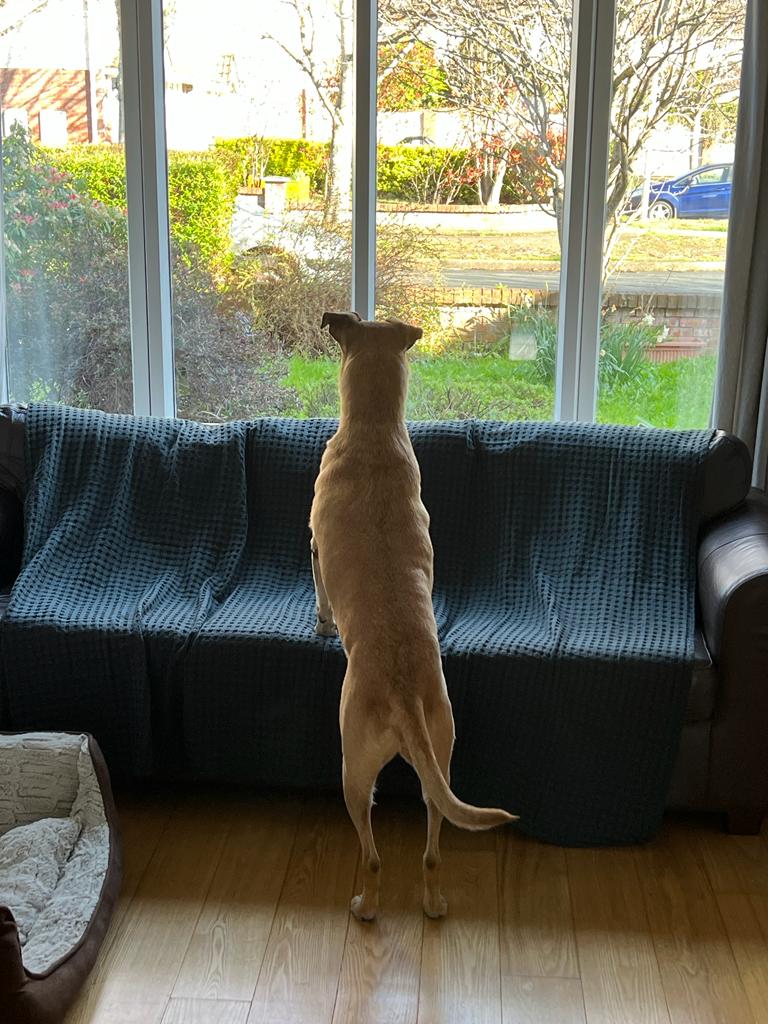 Lennox Has Arrived Safely in Dublin Ireland Keringa-Petwings Pet Transport Testimonials 2