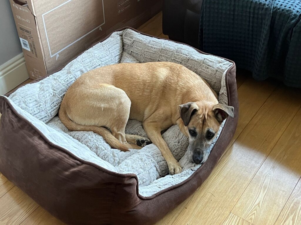 Lennox Has Arrived Safely in Dublin Ireland Keringa-Petwings Pet Transport Testimonials 3