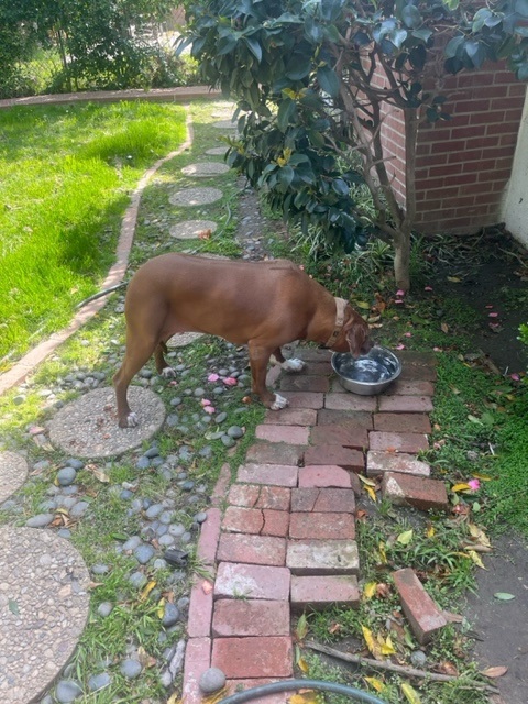 Marvel Has Joined His People in Los Angeles, USA 🐶❤️🇺🇸