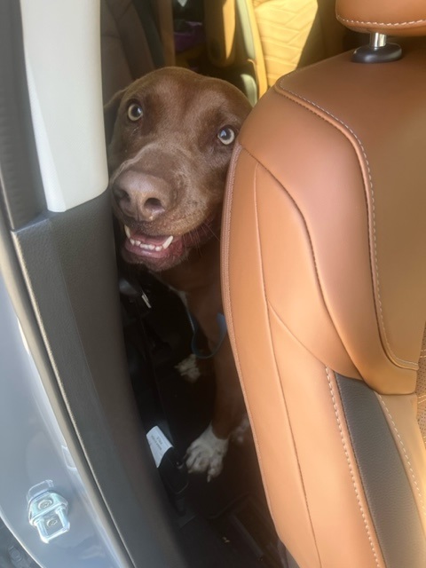 Marvel Has Joined His People in Los Angeles, USA 🐶❤️🇺🇸