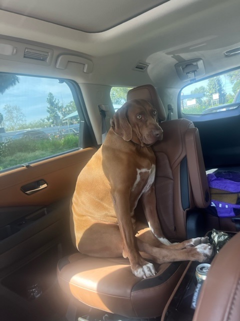 Marvel Has Joined His People in Los Angeles, USA 🐶❤️🇺🇸