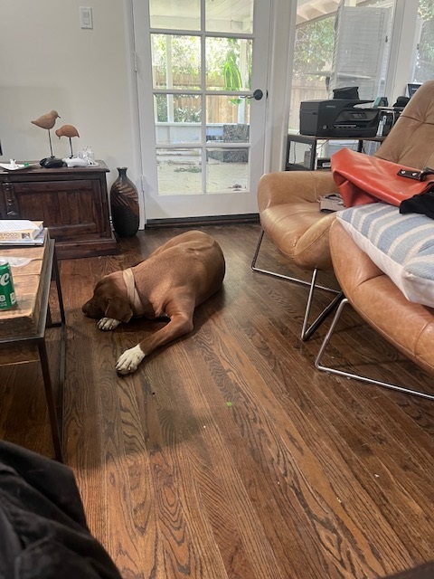 Marvel Has Joined His People in Los Angeles, USA 🐶❤️🇺🇸