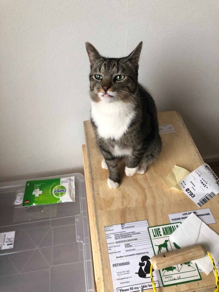 Milou is Safe and Sound in the Netherlands