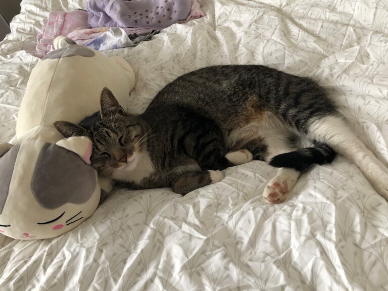 Milou is Safe and Sound in the Netherlands