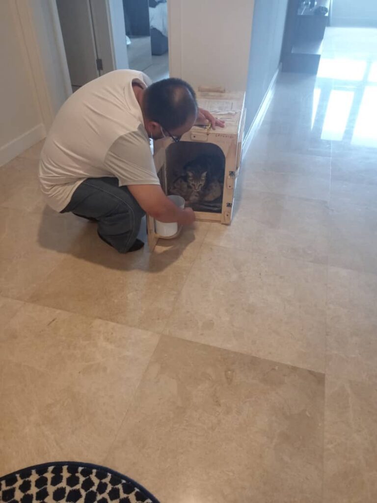 Pebbles Has Arrived Safely in Kuala Lumpur 🐈❤️🇲🇾