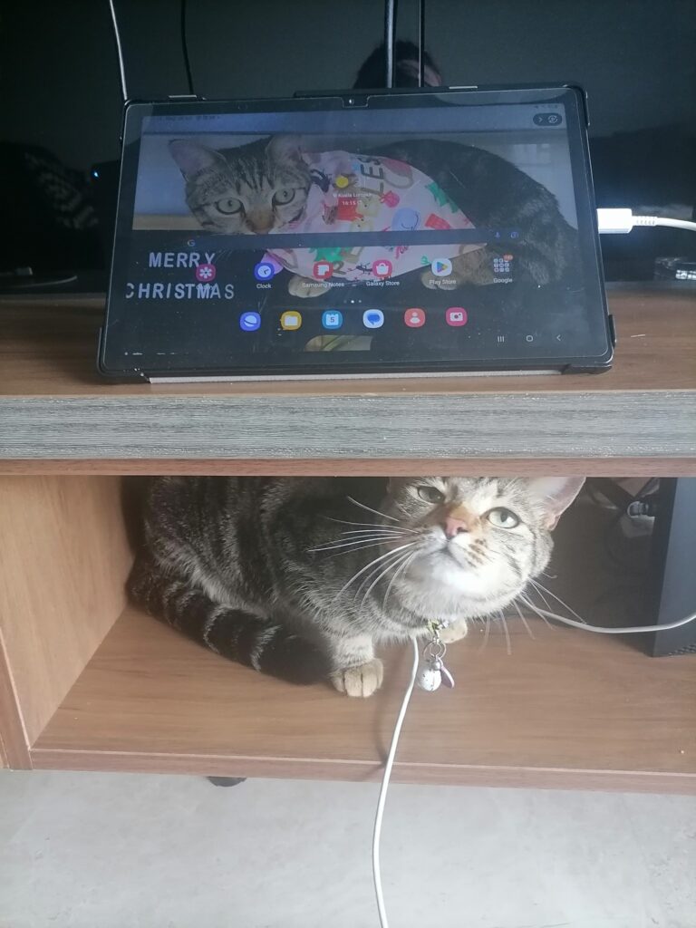 Pebbles Has Arrived Safely in Kuala Lumpur 🐈❤️🇲🇾