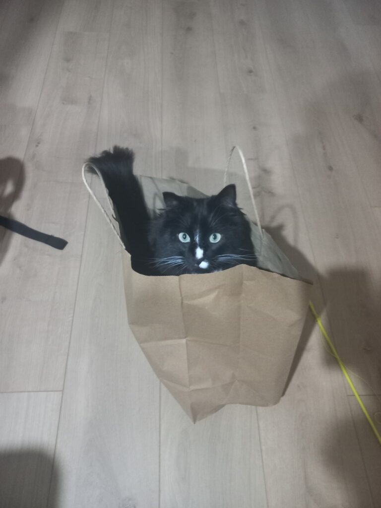 Randy, Leyla, and Toby Have Arrived Safely in New Zealand Keringa-Petwings Pet Transport Testimonials 1