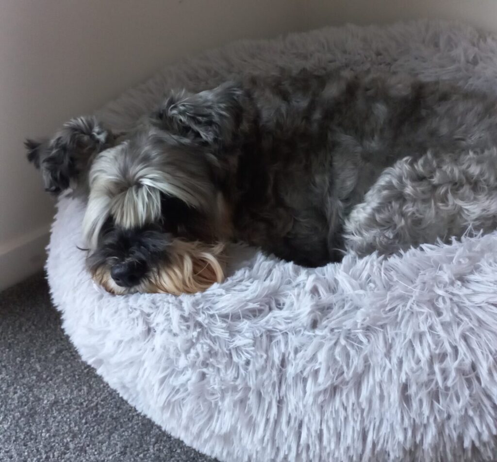 Randy, Leyla, and Toby Have Arrived Safely in New Zealand Keringa-Petwings Pet Transport Testimonials 2