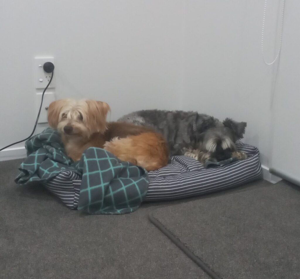 Randy, Leyla, and Toby Have Arrived Safely in New Zealand Keringa-Petwings Pet Transport Testimonials 4