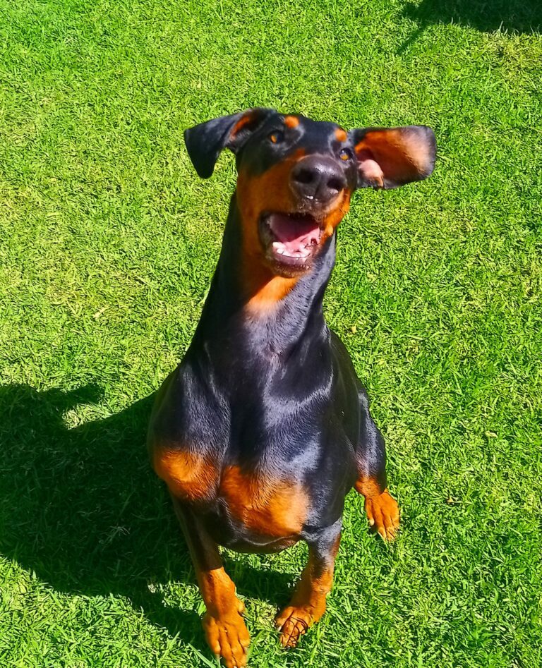 Savannah having a wonderful time on Holdiay at Keringa Boarding Testimonials