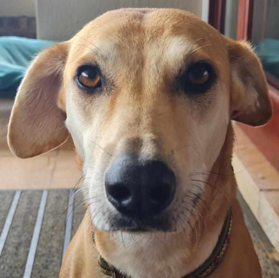 The Winner of the Keringa-Petwings Grand 50th Anniversary Prize is Daisy Blossom 🥳❤️🥳