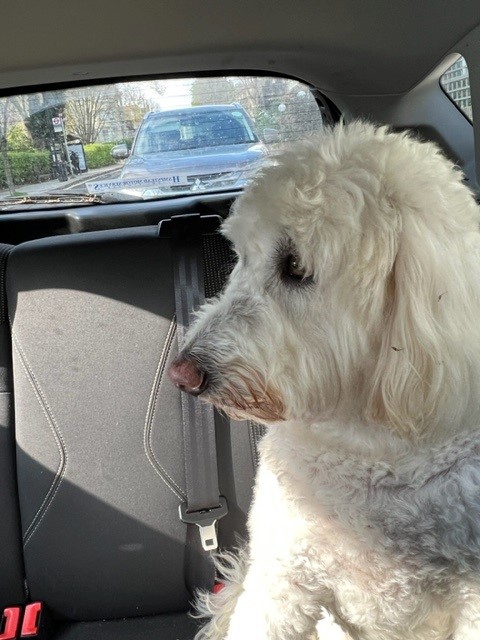 Alfie Has Arrived Safely in the UK 🐕❤️🇬🇧