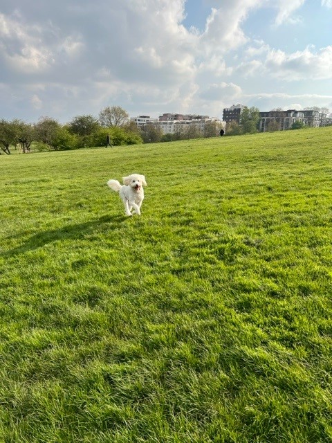 Alfie Has Arrived Safely in the UK 🐕❤️🇬🇧