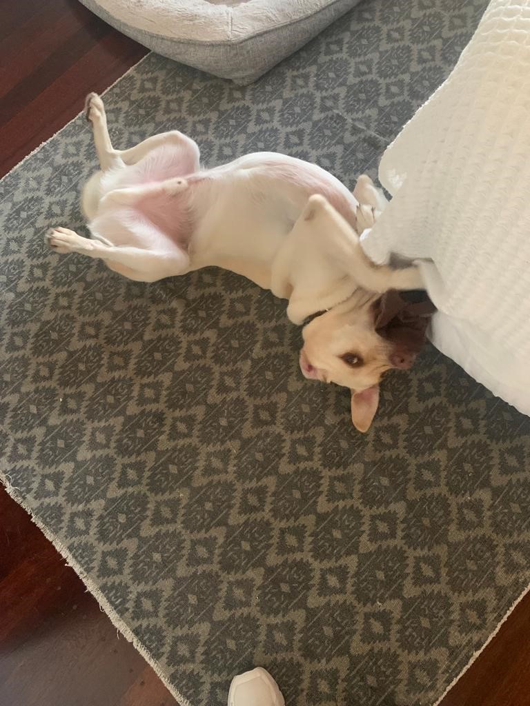 Blue is Loving Life in Australia! 🐶❤️🇦🇺