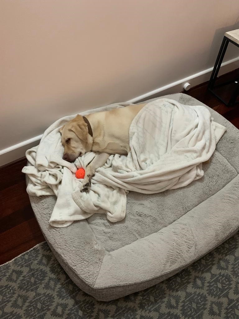 Blue is Loving Life in Australia! 🐶❤️🇦🇺