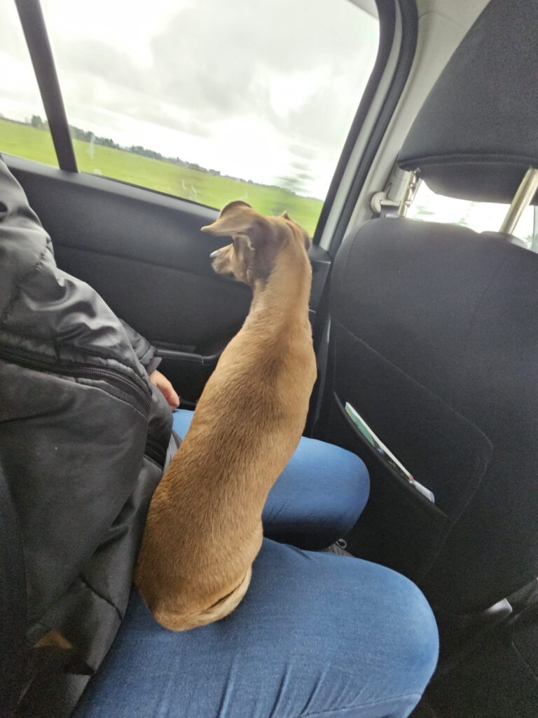 Cassie Has Arrived Safe and Sound in New Zealand 🐕❤️🇳🇿