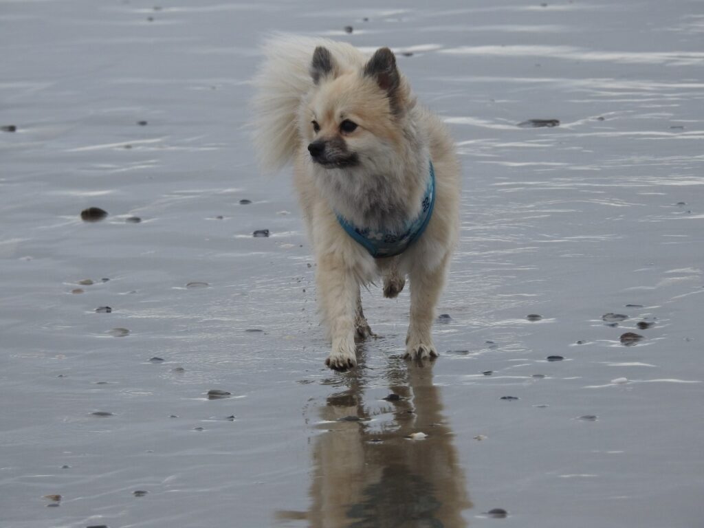 Cody and Chewy are Safe and Sound in Ireland 🐶❤️🇮🇪