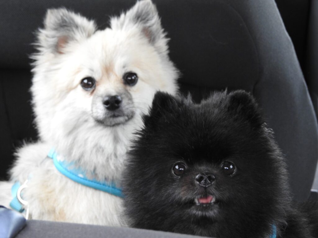 Cody and Chewy are Safe and Sound in Ireland 🐶❤️🇮🇪