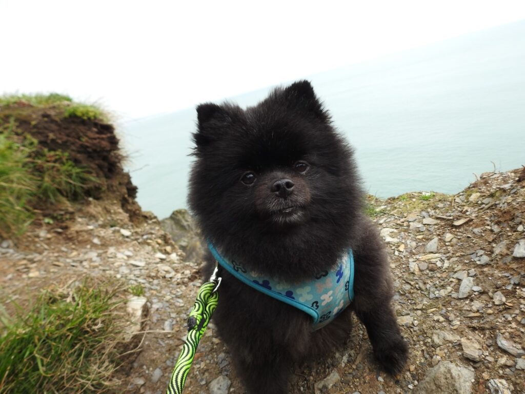 Cody and Chewy are Safe and Sound in Ireland 🐶❤️🇮🇪