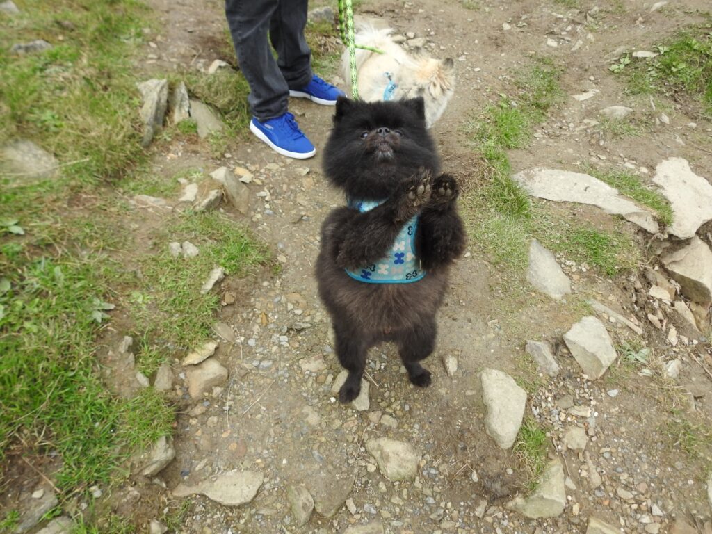 Cody and Chewy are Safe and Sound in Ireland 🐶❤️🇮🇪