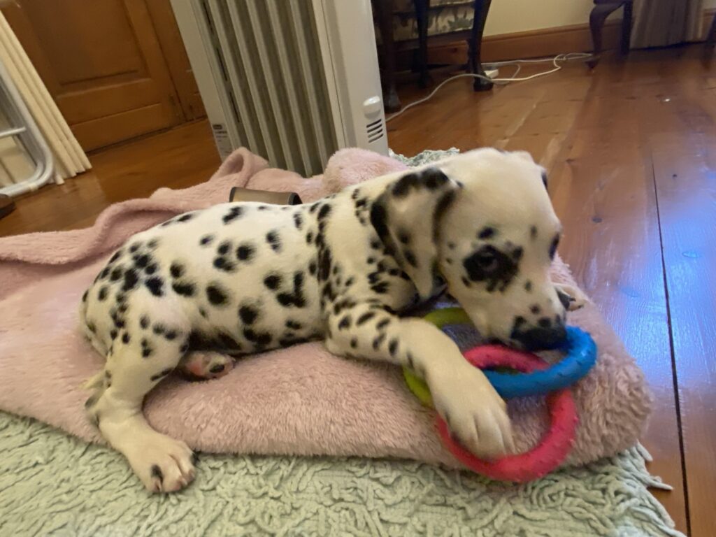 From JNB to CPT – Baby Duchess is Home 🐕❤️🇿🇦