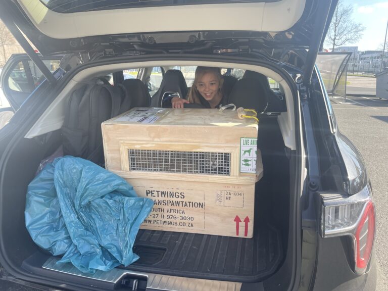 Grayson Has Joined Her Family in Germany ❤️🐈🇩🇪