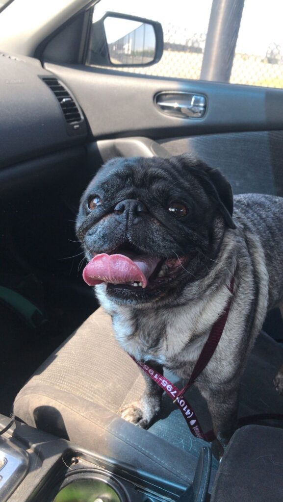 Jeb Has Arrived Safely in the USA 🐶❤️🇺🇸