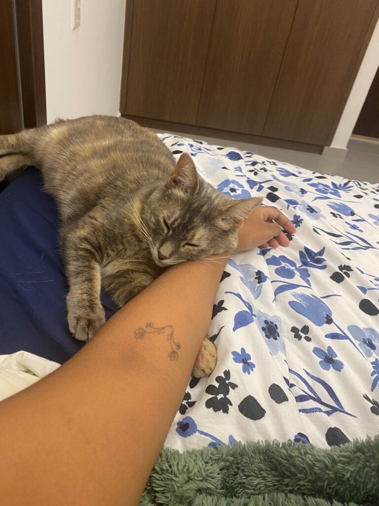 Jojo is Safe and Sound With Her Family in Dubai ❤️🐈🇦🇪