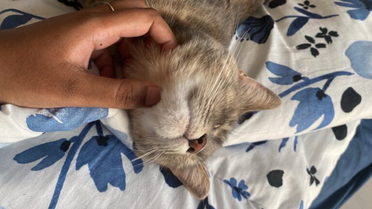 Jojo is Safe and Sound With Her Family in Dubai ❤️🐈🇦🇪