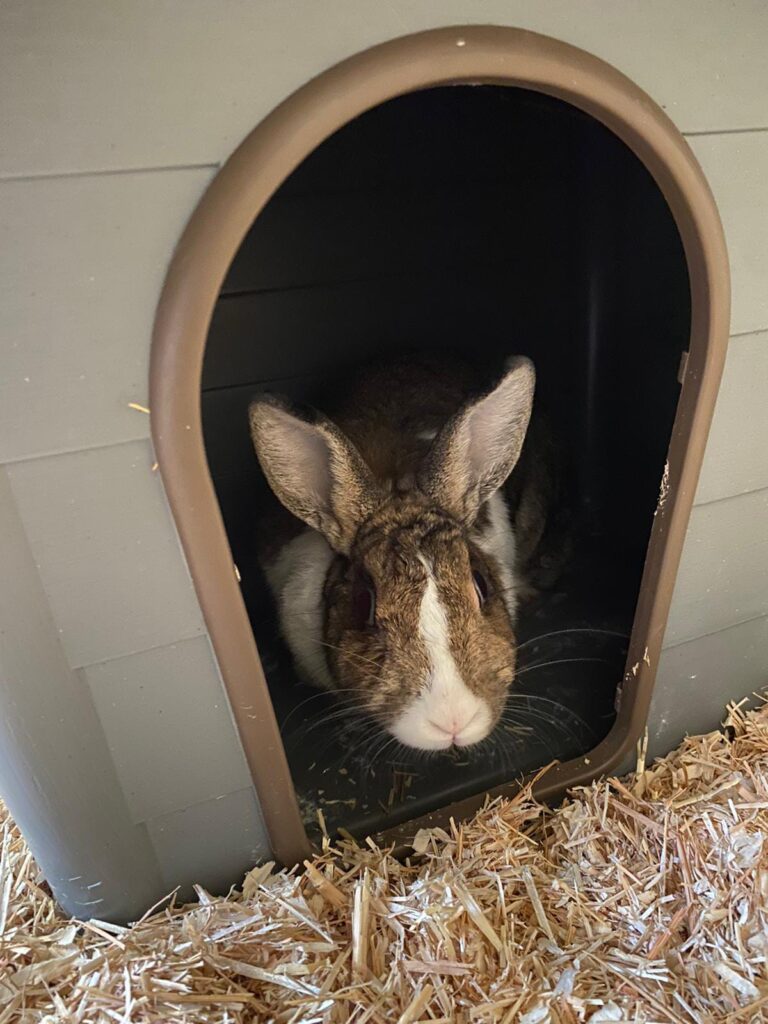 Jupiter the Bunny Has Arrived Safely in the UK