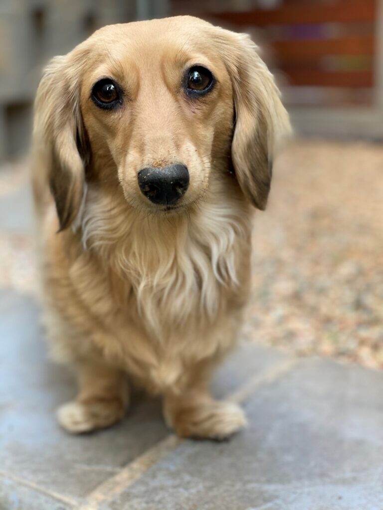 Meet Leuca, One of Our Lucky Prize Winners Pet Transport Competition Keringa-Petwings