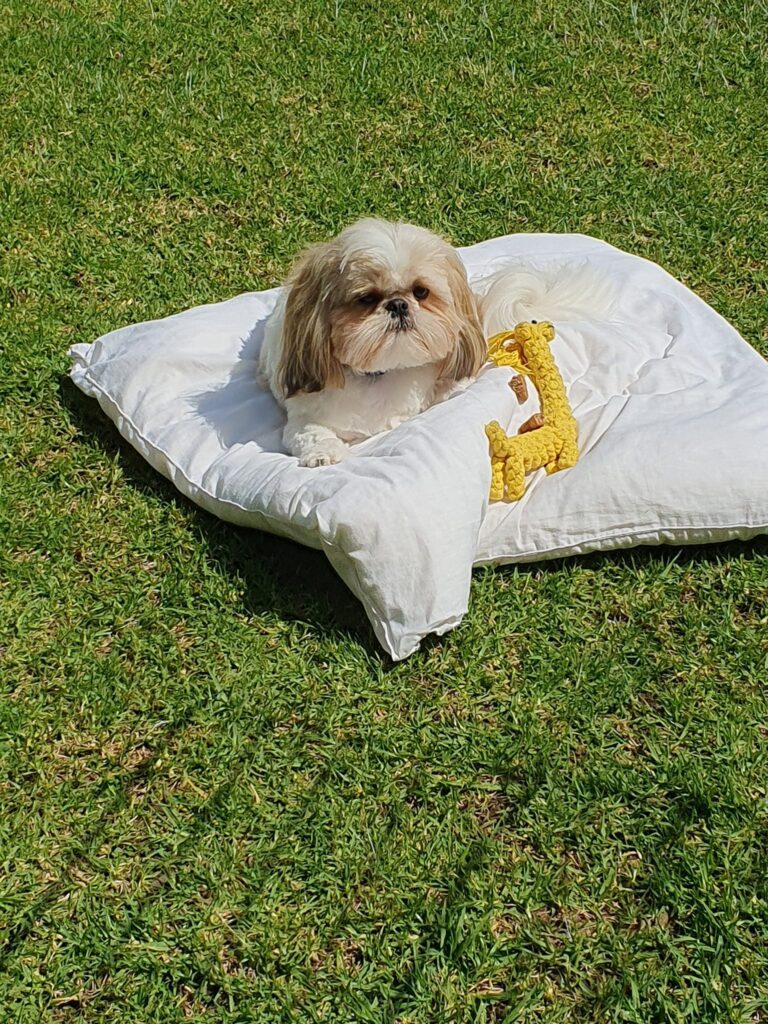 Rocky Has Joined His Family in Australia 🐶❤️🇦🇺